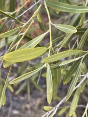 Alectryon oleifolius canescens