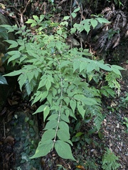 Callicarpa mollis