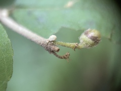 Callicarpa mollis