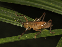 Barbaragraecia richardsoni