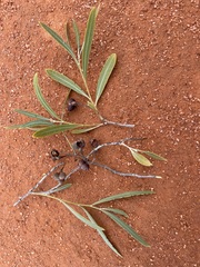 Alectryon oleifolius canescens
