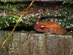Eleutherodactylus coqui
