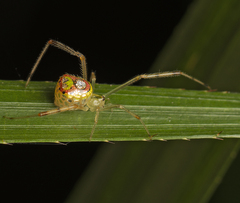 Thwaitesia argentiopunctata