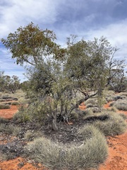 Alectryon oleifolius canescens