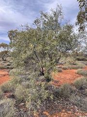 Alectryon oleifolius canescens