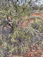 Alectryon oleifolius canescens