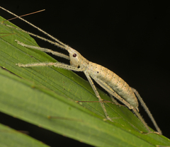 Segestidea queenslandica