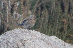 Linaria flavirostris