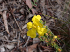 Hibbertia obtusifolia