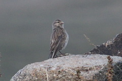 Linaria flavirostris