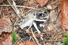 Turdus merula