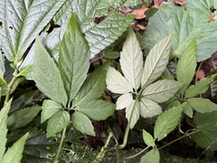 Gynostemma pentaphyllum