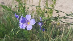 Linum baicalense