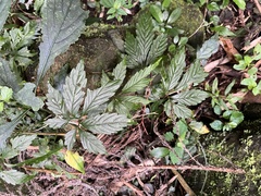 Gynostemma pentaphyllum