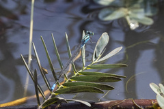 Pseudagrion coeleste