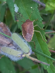 Pentatoma laeviventris