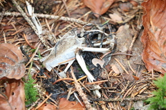 Turdus merula