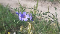 Linum baicalense