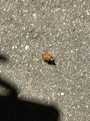 Poecilocoris druraei