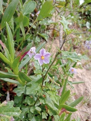 Solanum linnaeanum