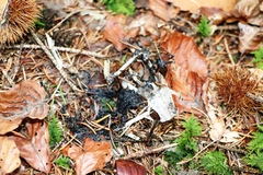 Turdus merula