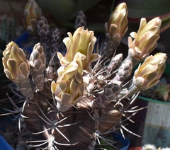Gymnocalycium hossei