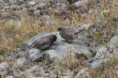 Leucosticte arctoa