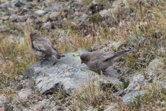 Leucosticte arctoa