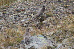 Leucosticte arctoa