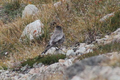 Leucosticte arctoa