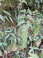 Pteris dispar