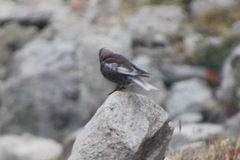 Leucosticte arctoa