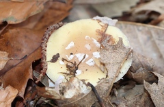 Amanita junquillea