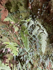 Pteris dispar
