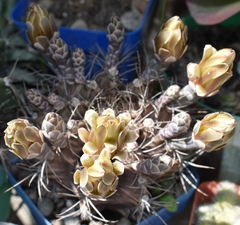 Gymnocalycium hossei