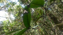 Gasteracanthinae