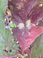 Stigmella quercipulchella