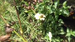 Apis mellifera unicolor