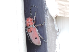 Tetraopes femoratus