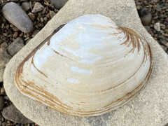 Truncilla truncata