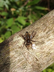 Grypoctonus