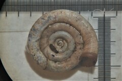 Anisus leucostoma