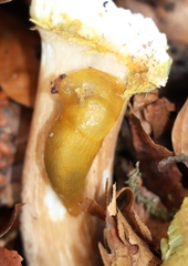 Malacolimax mrazeki