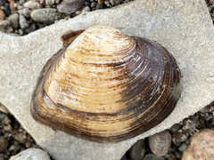 Truncilla truncata