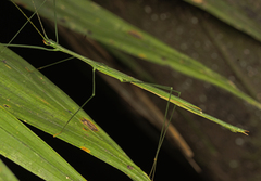Sipyloidea rentzi