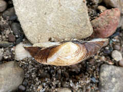 Truncilla truncata