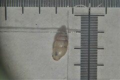 Carychium tridentatum