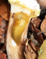 Malacolimax mrazeki