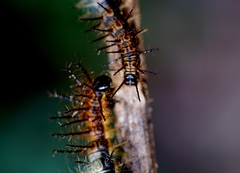 Actinote thalia pyrrha