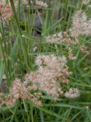 Melinis repens
